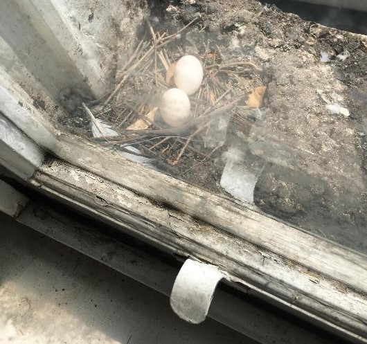 Eggs on a window sill
